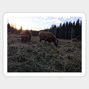 Scottish Highland Cattle Cows 1592 Sticker